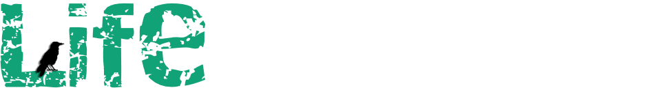 LifeRavens